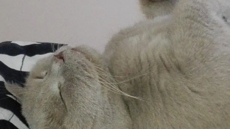 Andachtsbild von Petra mit Gary und Miki im Herzen