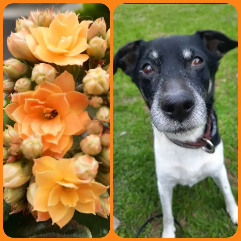 Condolence image of Melanie