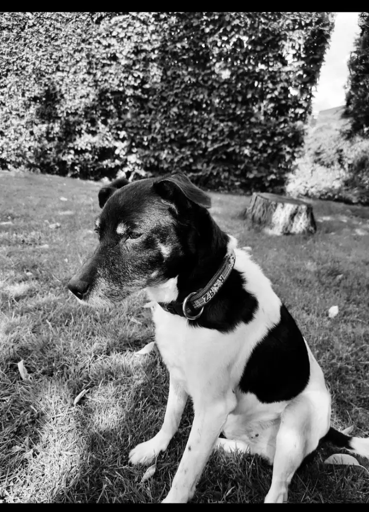 Condolence image of Melanie (Frauchen)