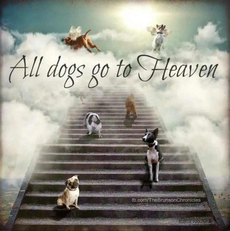 Condolence image of Sabine mit Luna & Milo tief im Herzen