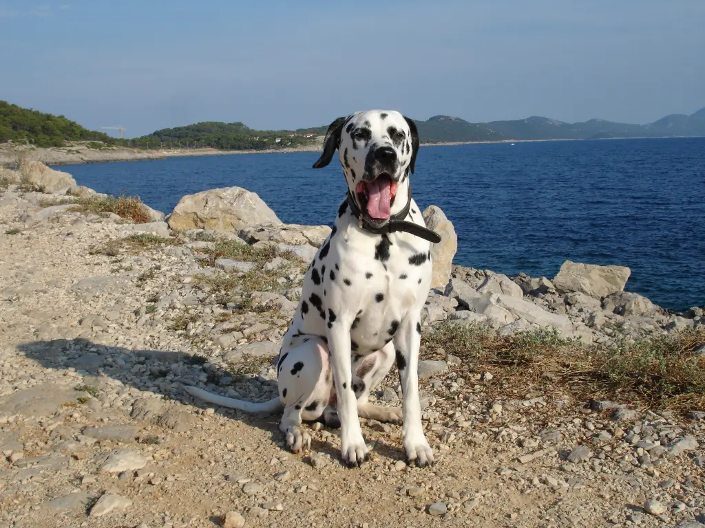 Image from Camiro