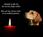 Condolence image of Katrin und Katzi im ❤️