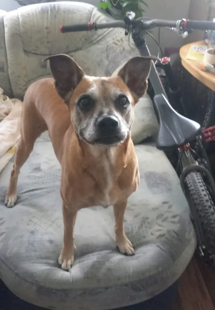 Image from Deelishes