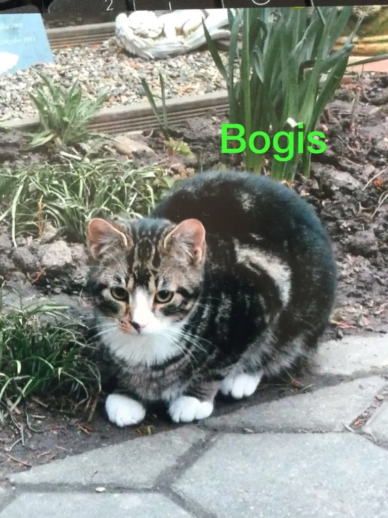Image from Bogis