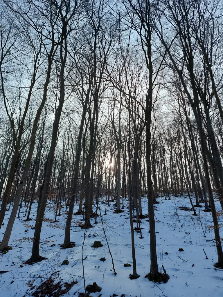 Image from Holly