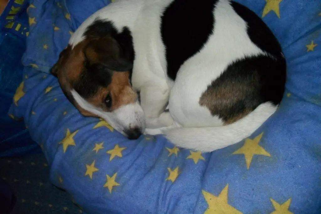 Image from Buddy