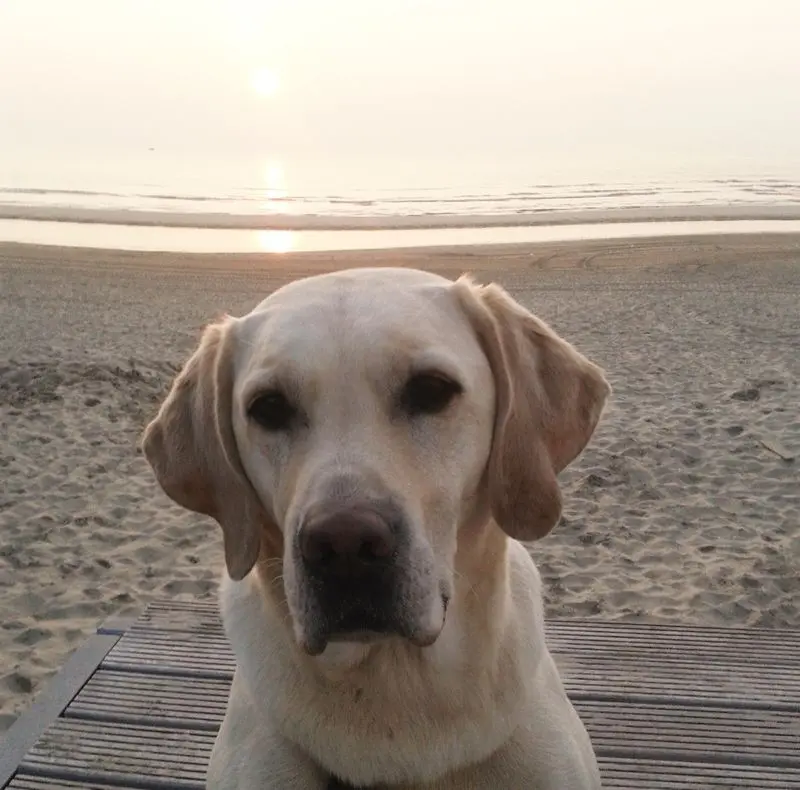 Condolence image of Andrea