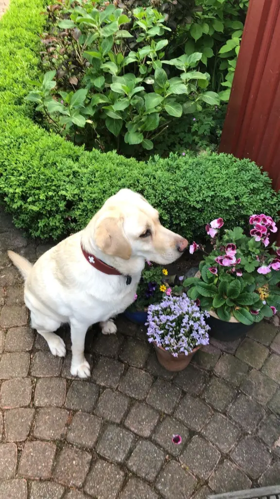 Condolence image of Mama mit Max und Merlin im Herzen, Chompi & Ted an der Seite