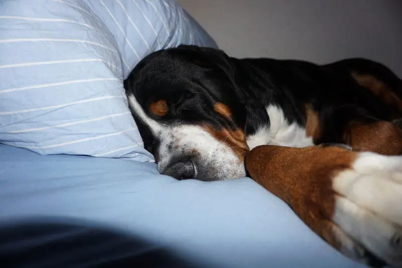 Andachtsbild von Aaron und Arrax