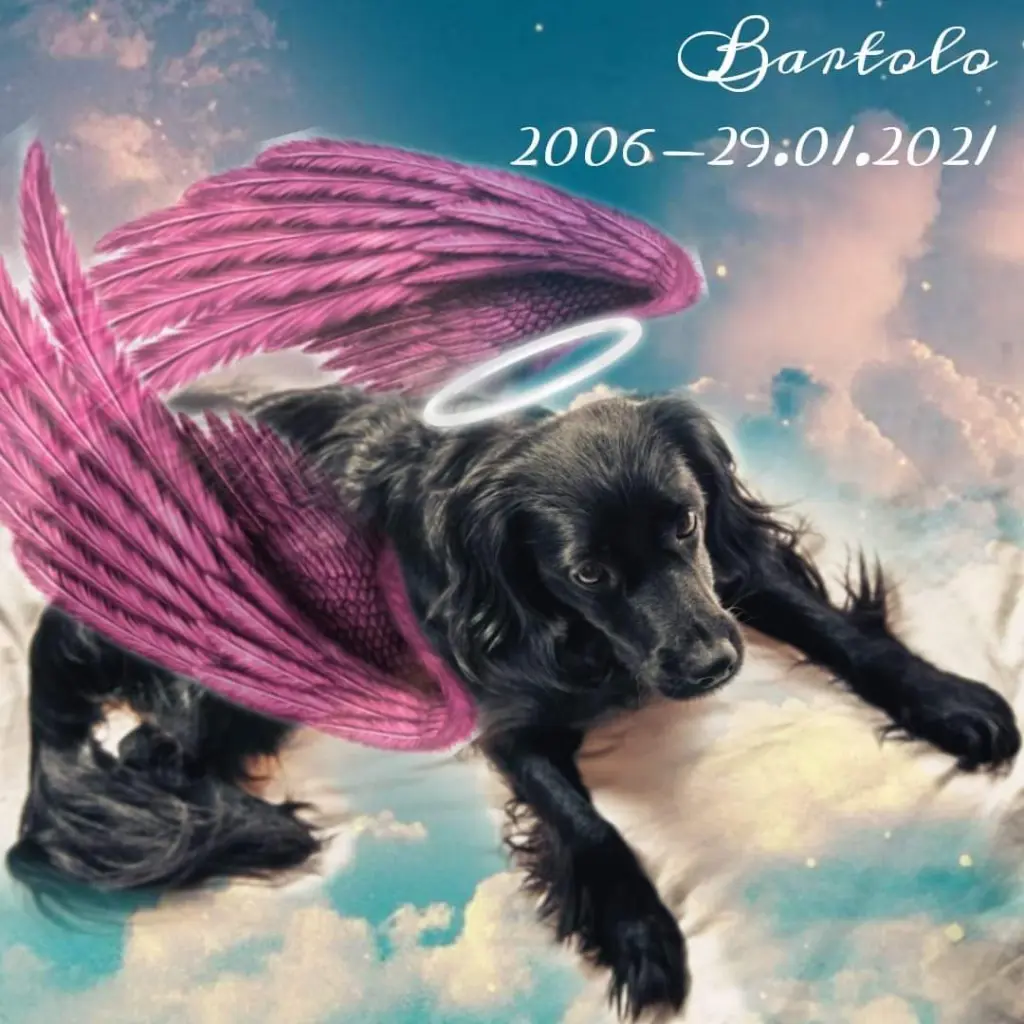 Image from Bartolo