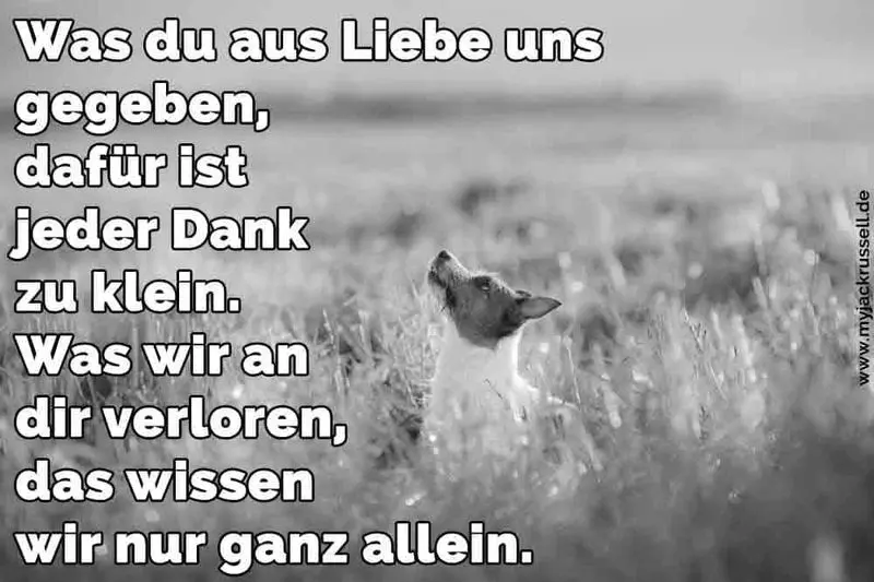Condolence image of Katrin und Katzi im ❤️