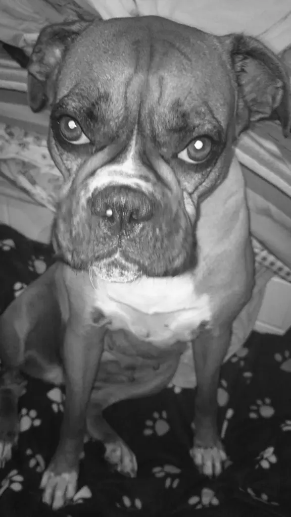 Image from Lola