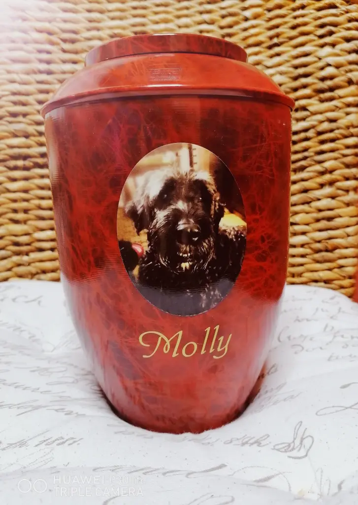Image from Molly