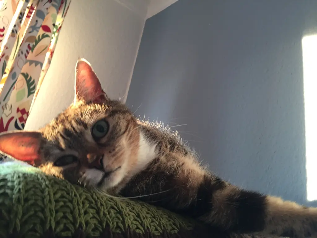 Image from Charlie