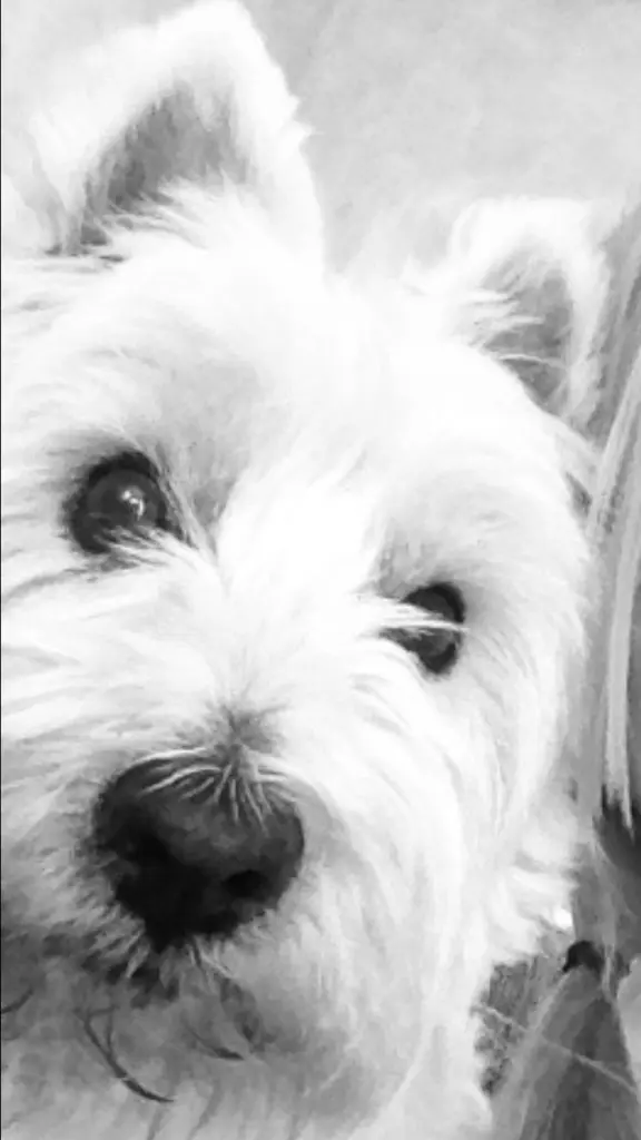 Image from Dandy