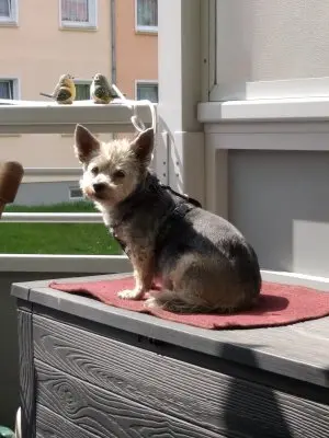 Image from Trixie