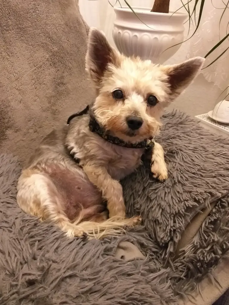 Image from Trixie