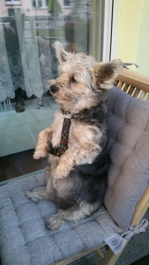 Image from Trixie