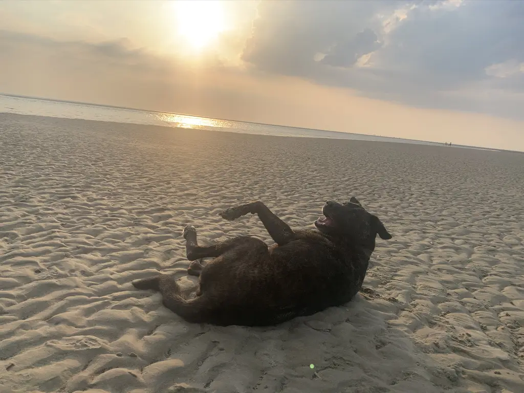 Image from Timmy