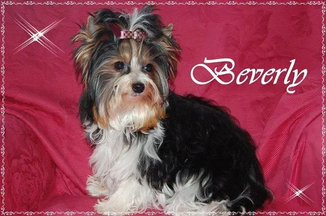 Image from Beverly