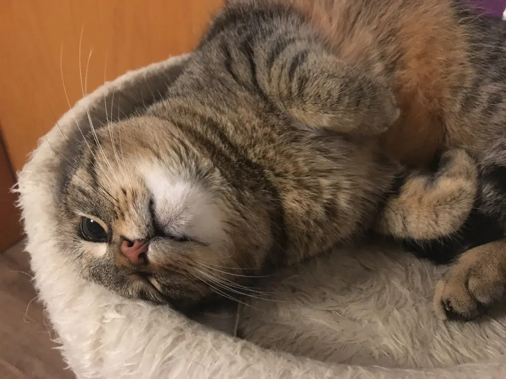 Image from Tiggi