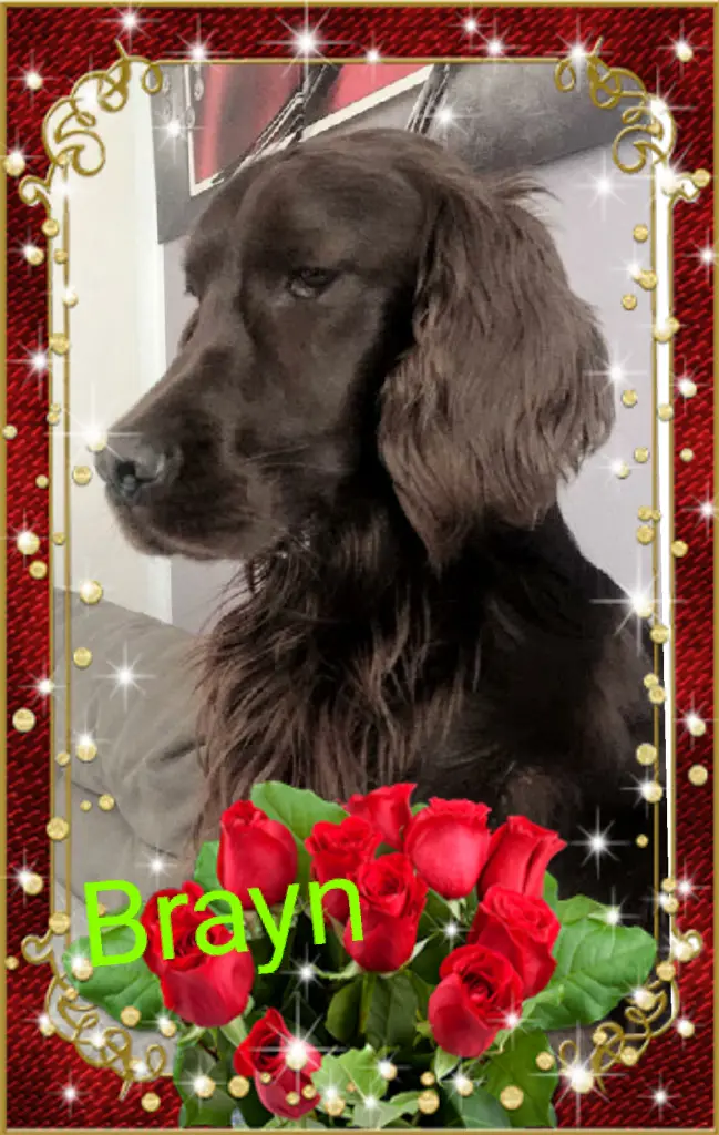Image from Brayn