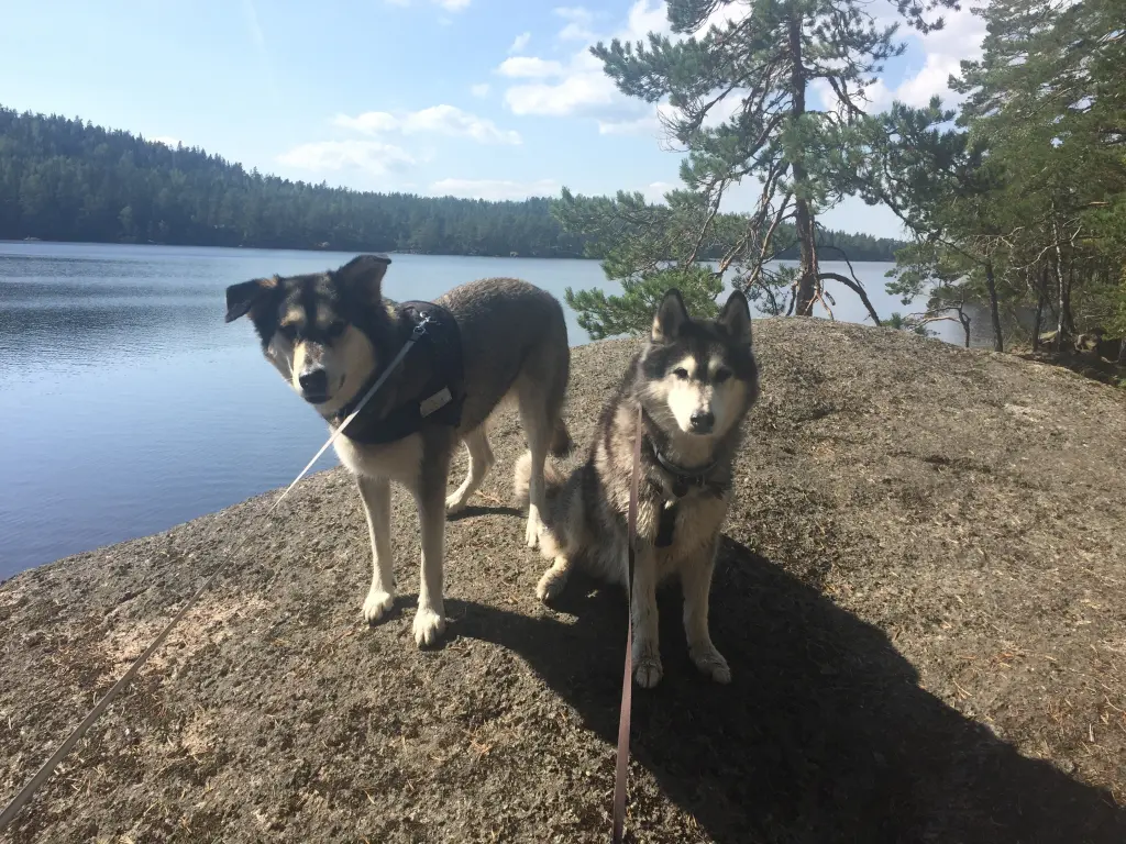 Image from Dexter