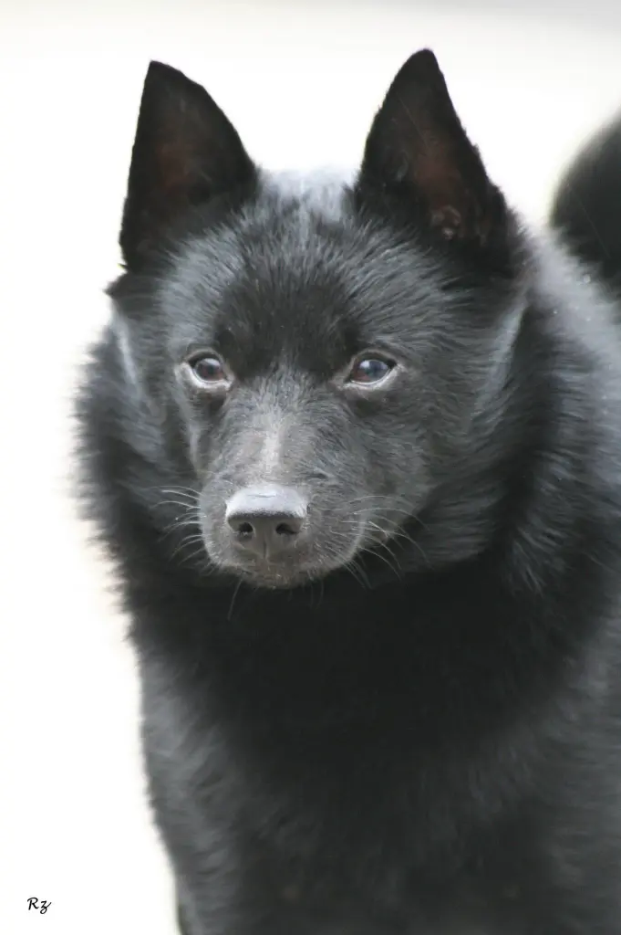 Image from Bagheera