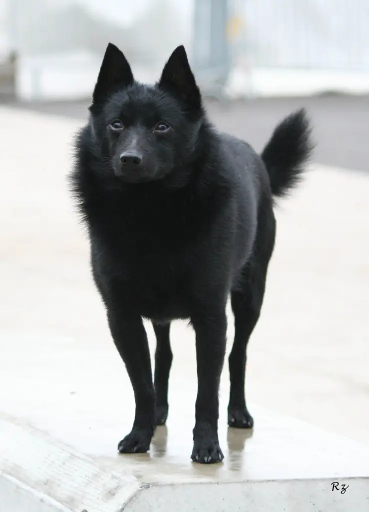 Image from Bagheera