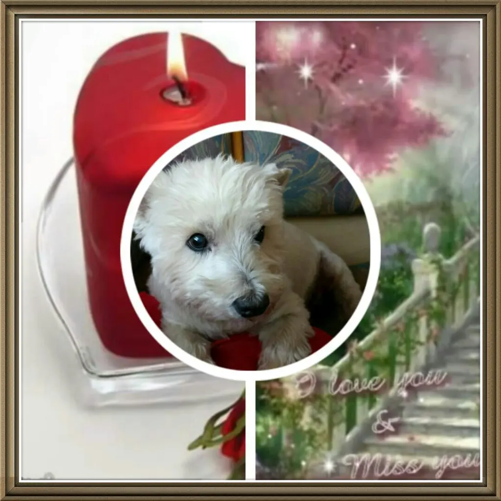 Condolence image of Schumacher Anneliese