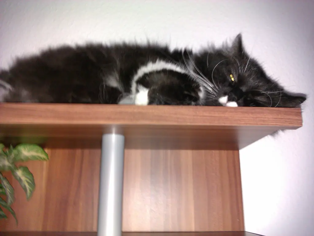 Image from Blacky
