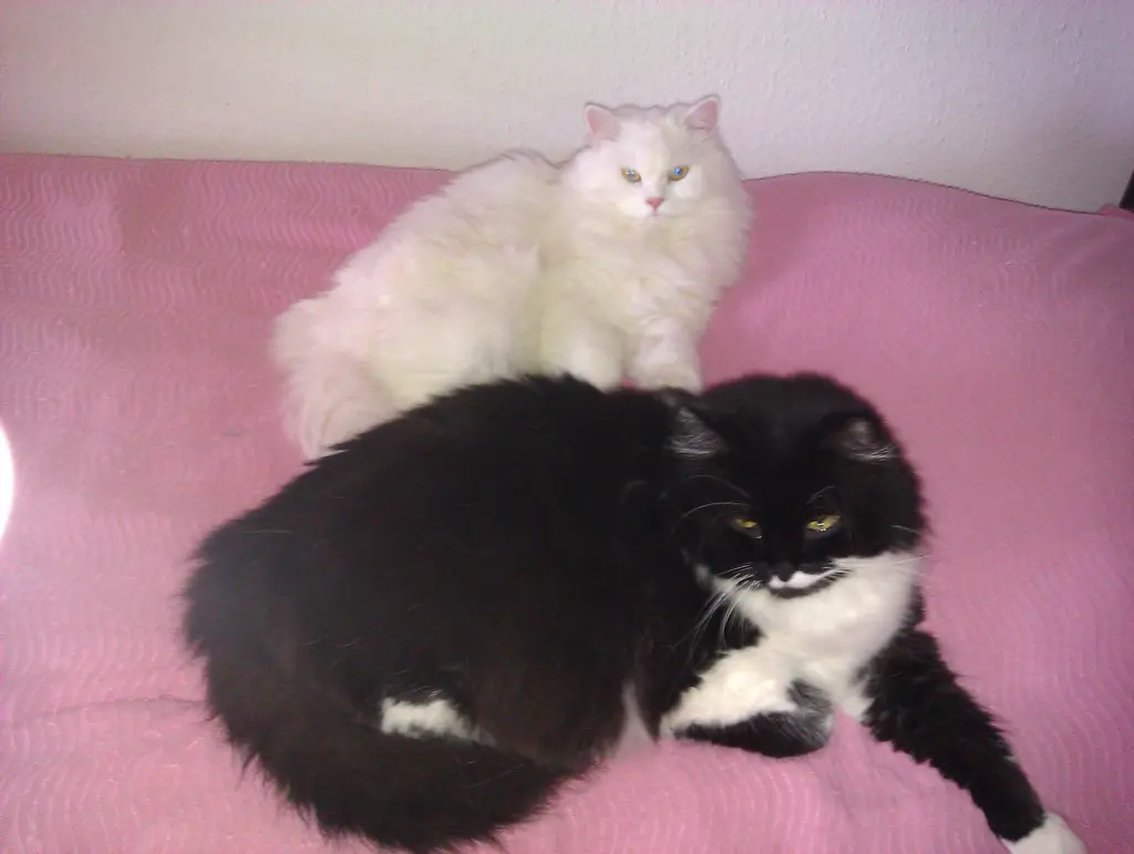 Image from Blacky