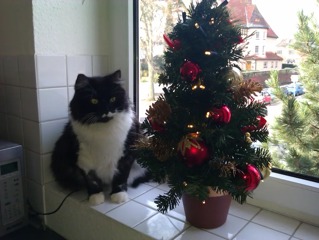 Image from Blacky