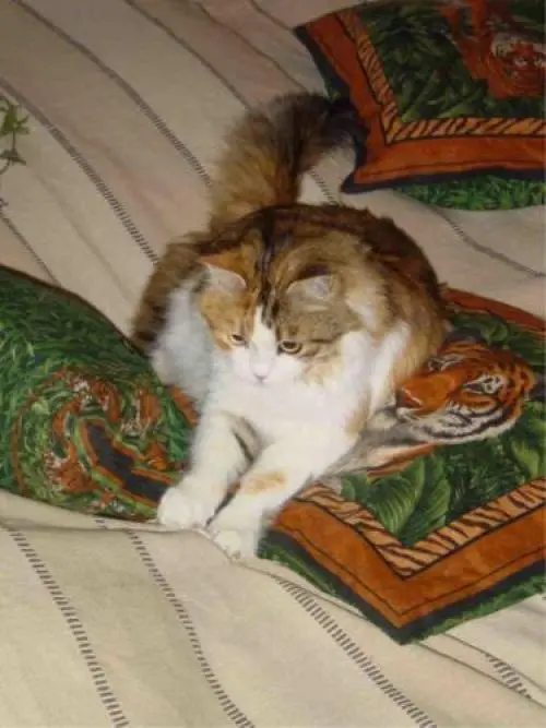 Image from Thassia, genannt Puscheli