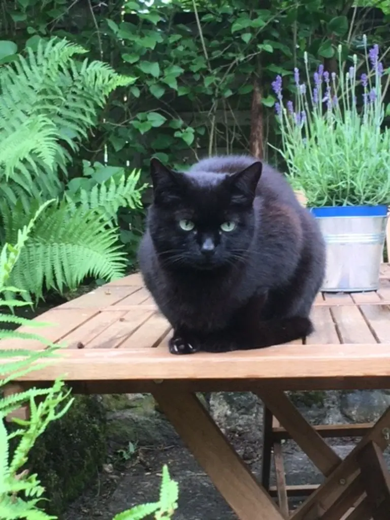 Condolence image of Nina-C.