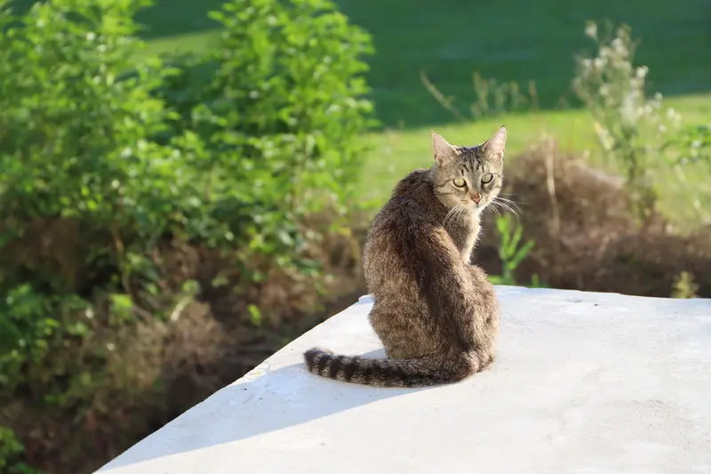 Condolence image of Sarah mit Katzensternchen Tiggi