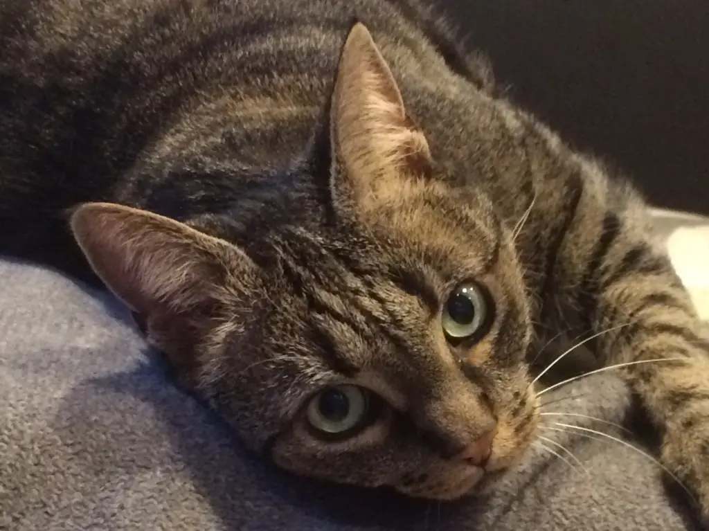 Image from Kiki