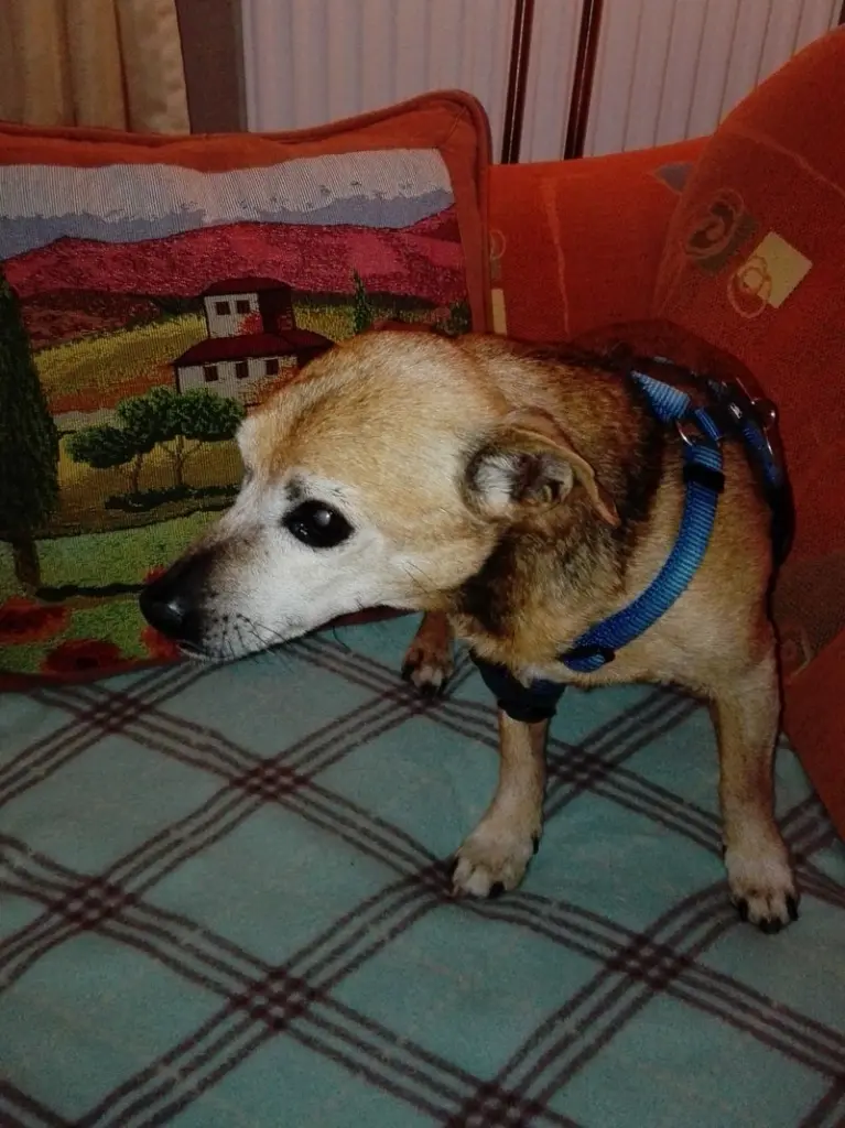 Condolence image of Conny mit Picco tief im Herzen
