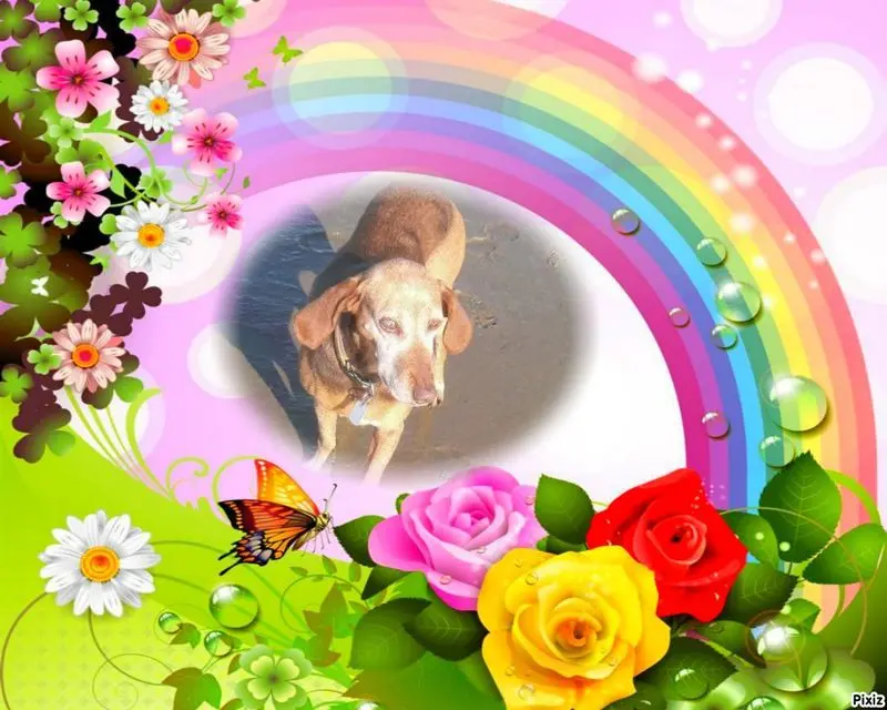 Condolence image of Jutta mit Purzel tief im Herzen✟08.05.2016