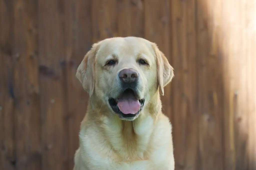 Condolence image of Conny