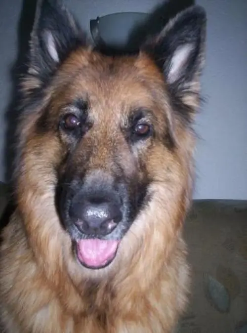 Image from Asta von der schwarzen Rose