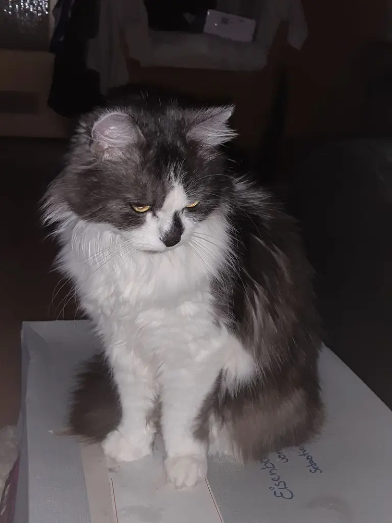 Condolence image of Csilla