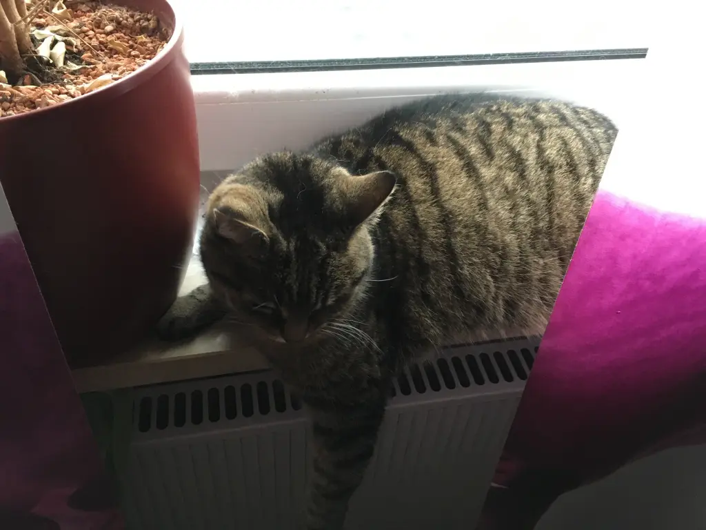 Image from Kitty
