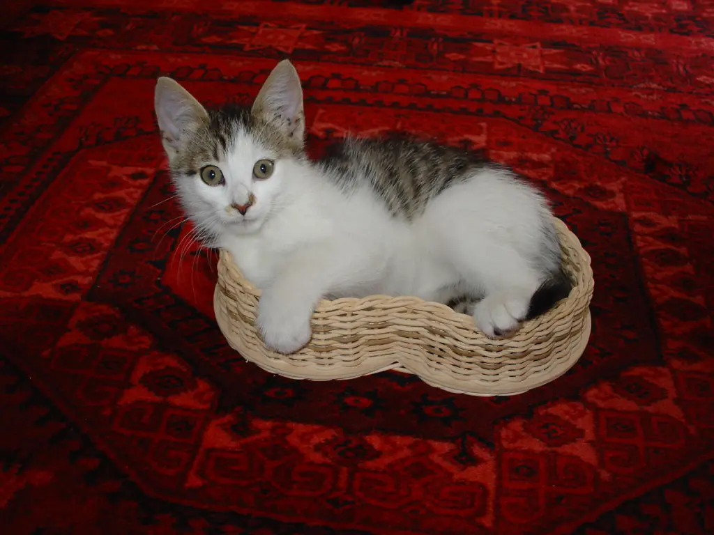 Image from Evi
