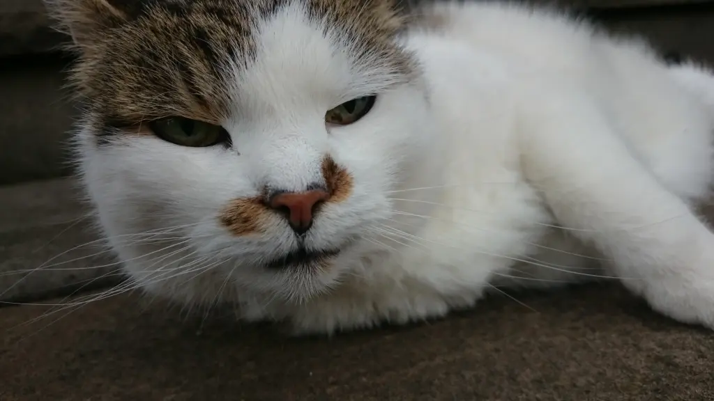 Image from Evi