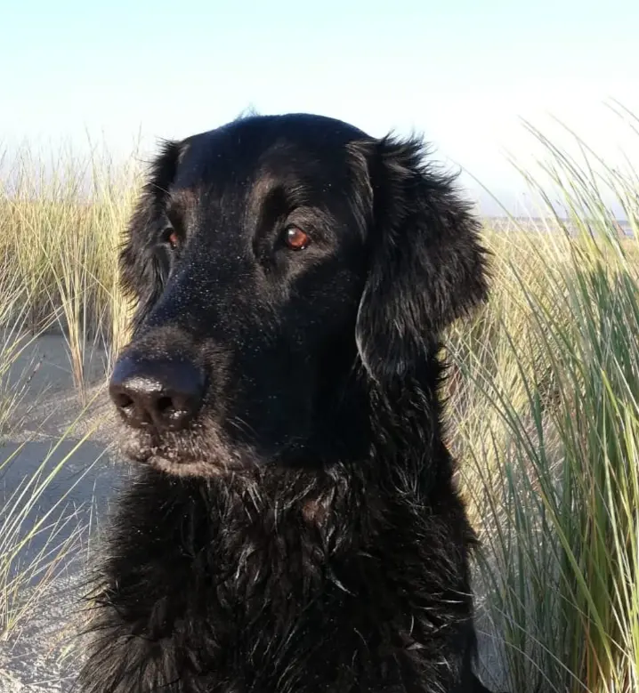 Image from Pepper