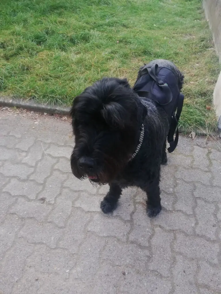 Condolence image of Tilli