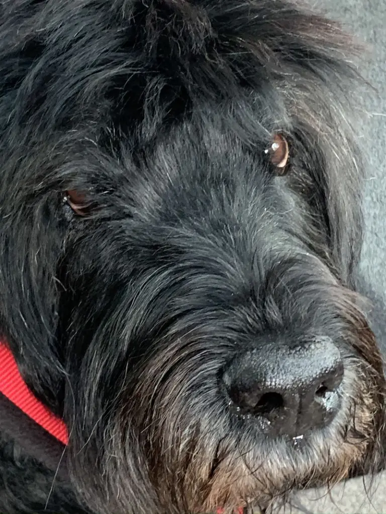 Condolence image of Dodo, Wolfgang und Mia