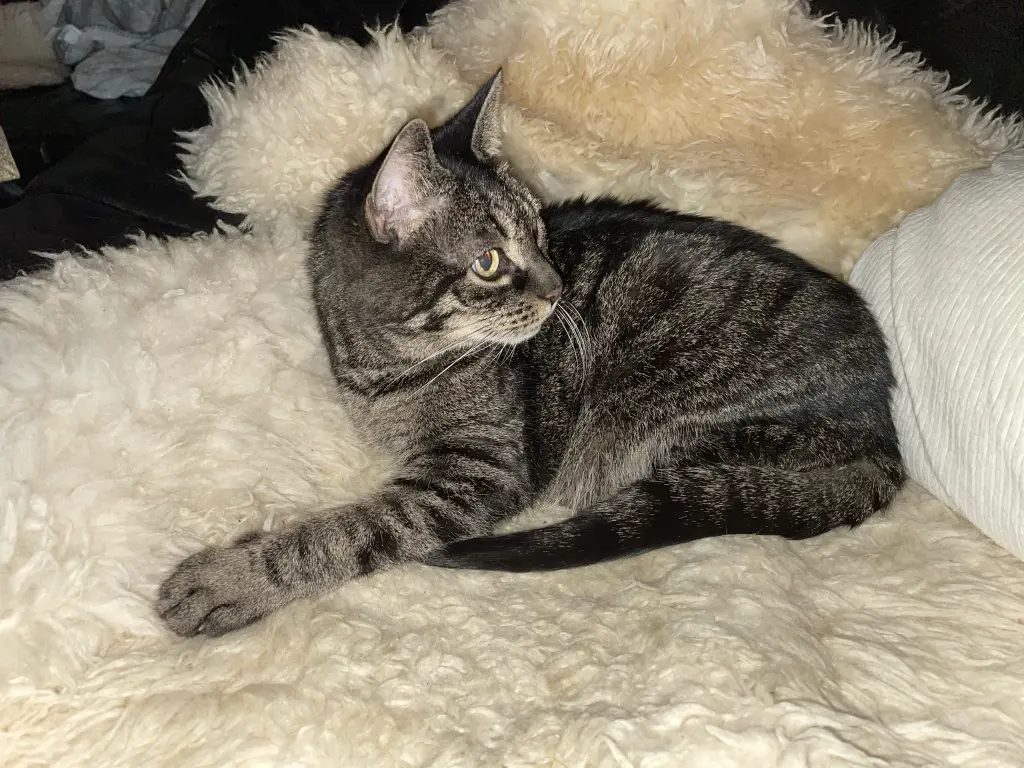 Image from Putzi 