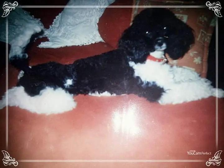 Image from Lady Daisy Gänseblümchen